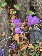 Crocus nudiflorus Sm. resmi