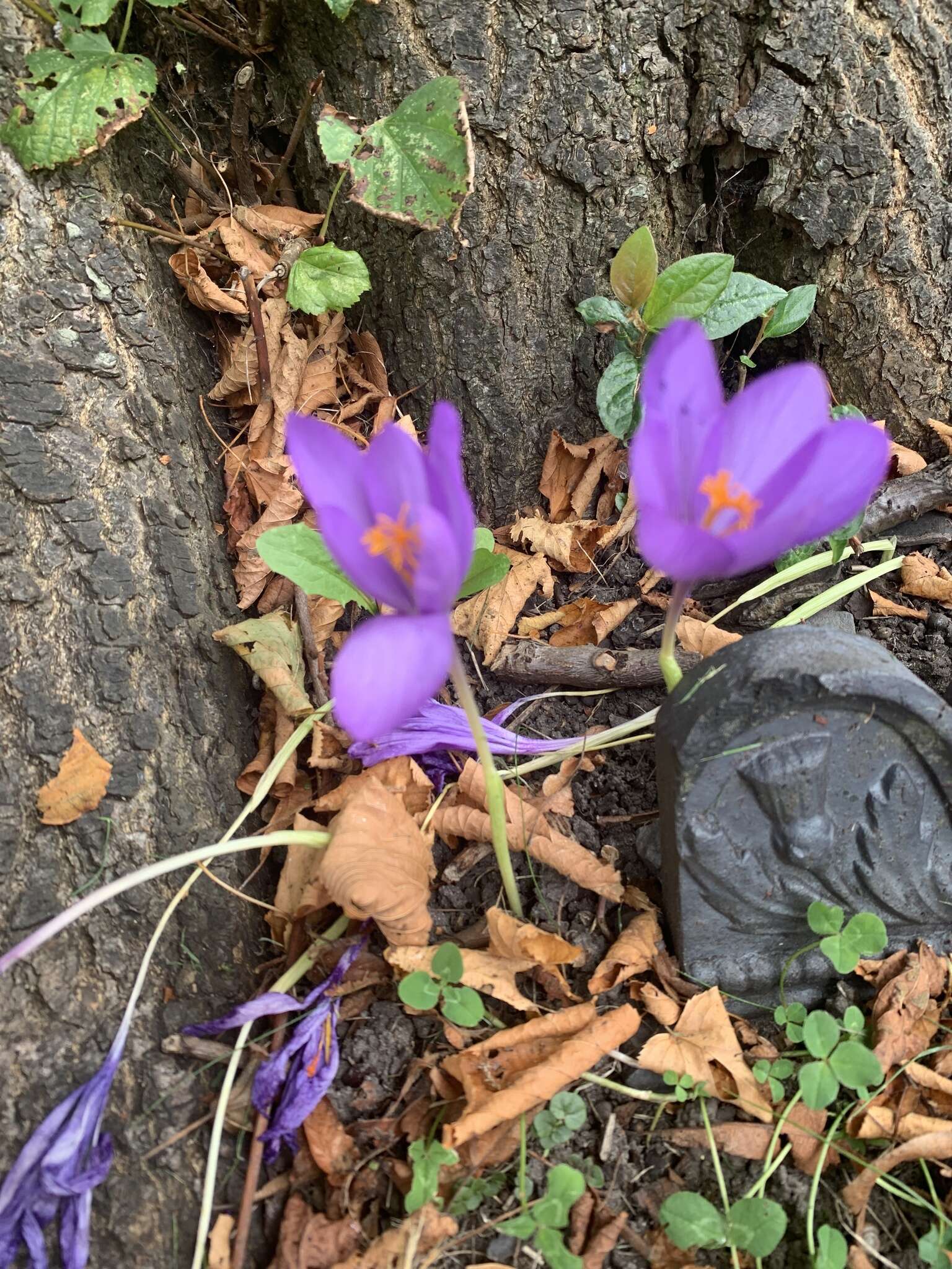 Crocus nudiflorus Sm. resmi