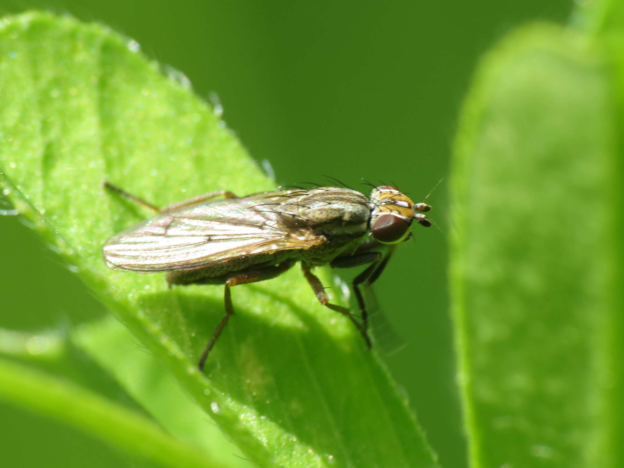 Image of Pherbellia cinerella (Fallen 1820)