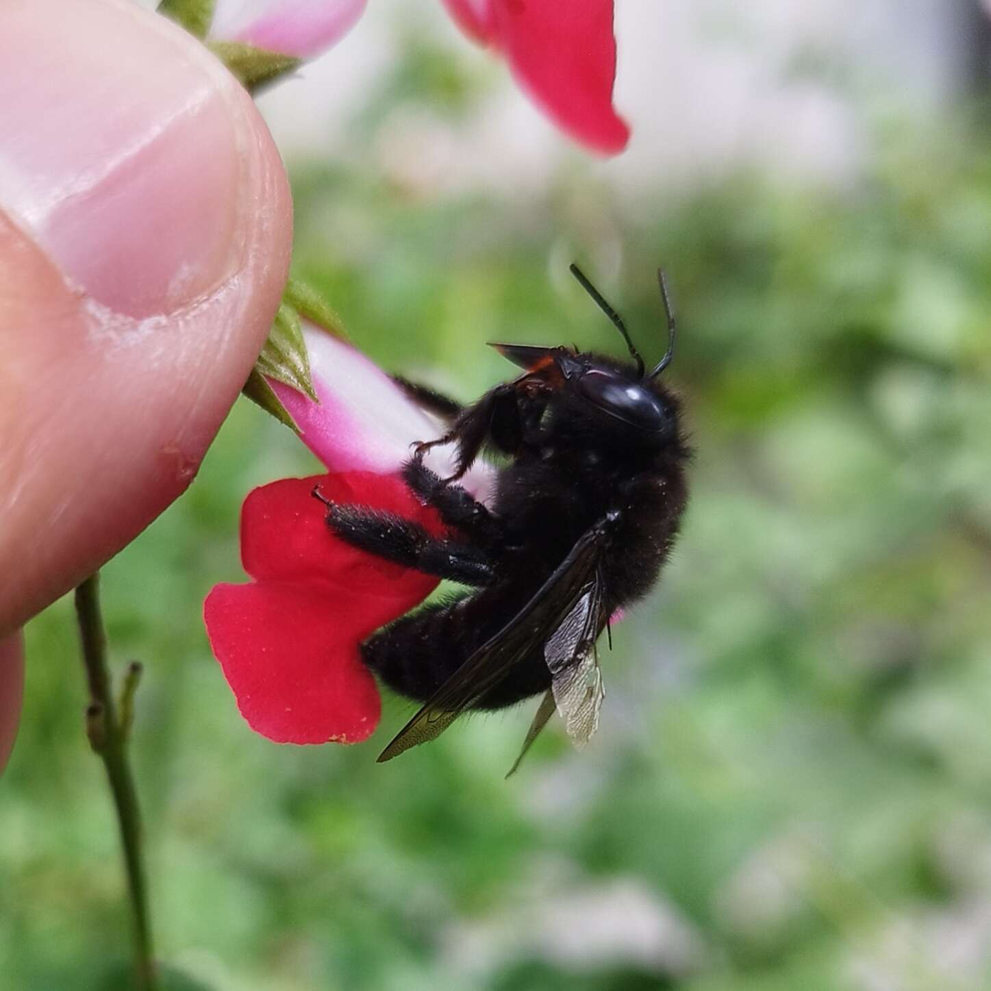 Plancia ëd Xylocopa tabaniformis melanosoma O'Brien & Hurd 1963