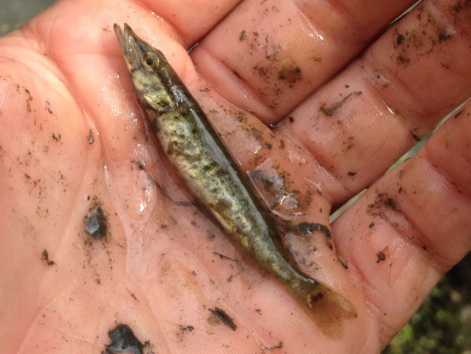 Image of Redfin Pickerel