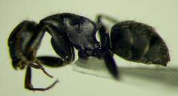 Image de Camponotus libanicus Andre 1881