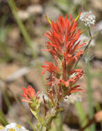 Image of giant red Indian paintbrush