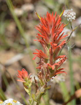 Plancia ëd Castilleja miniata subsp. miniata