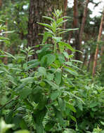 Image of <i>Spiraea</i> × <i>pallidiflora</i> Zabel