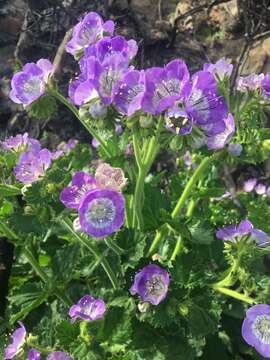 Phacelia grandiflora (Benth.) A. Gray的圖片