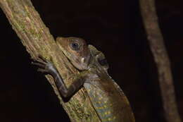 Image of Giant Forest Dragon