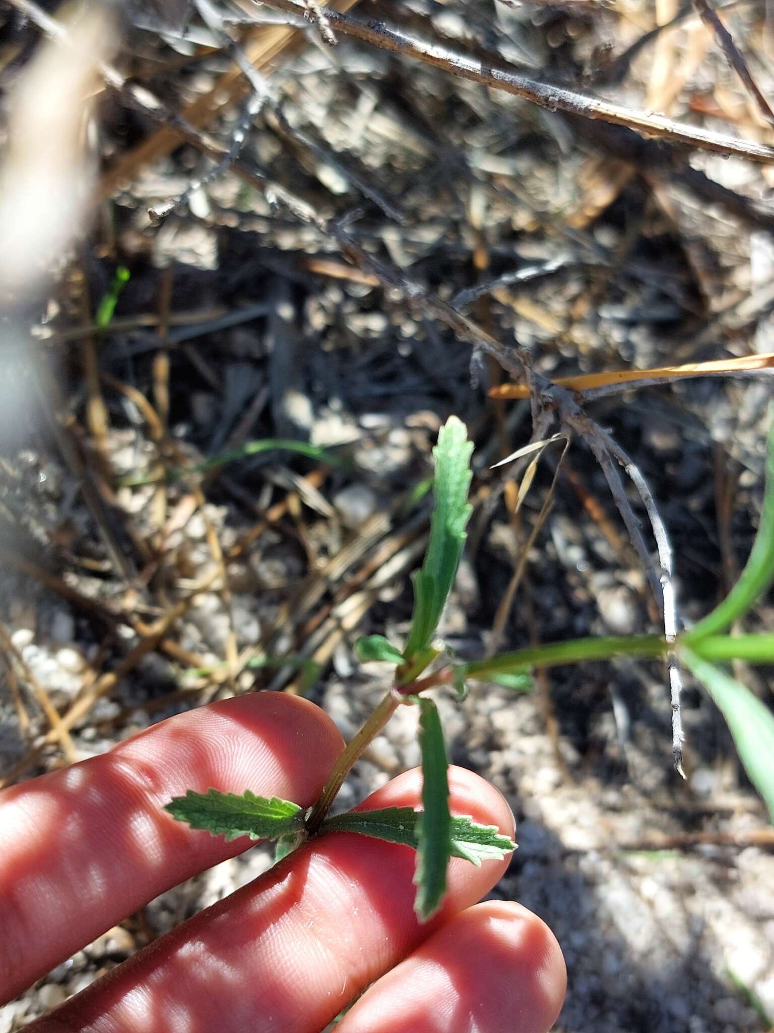 Imagem de Verbena simplex var. orcuttiana (L. M. Perry) N. O'Leary