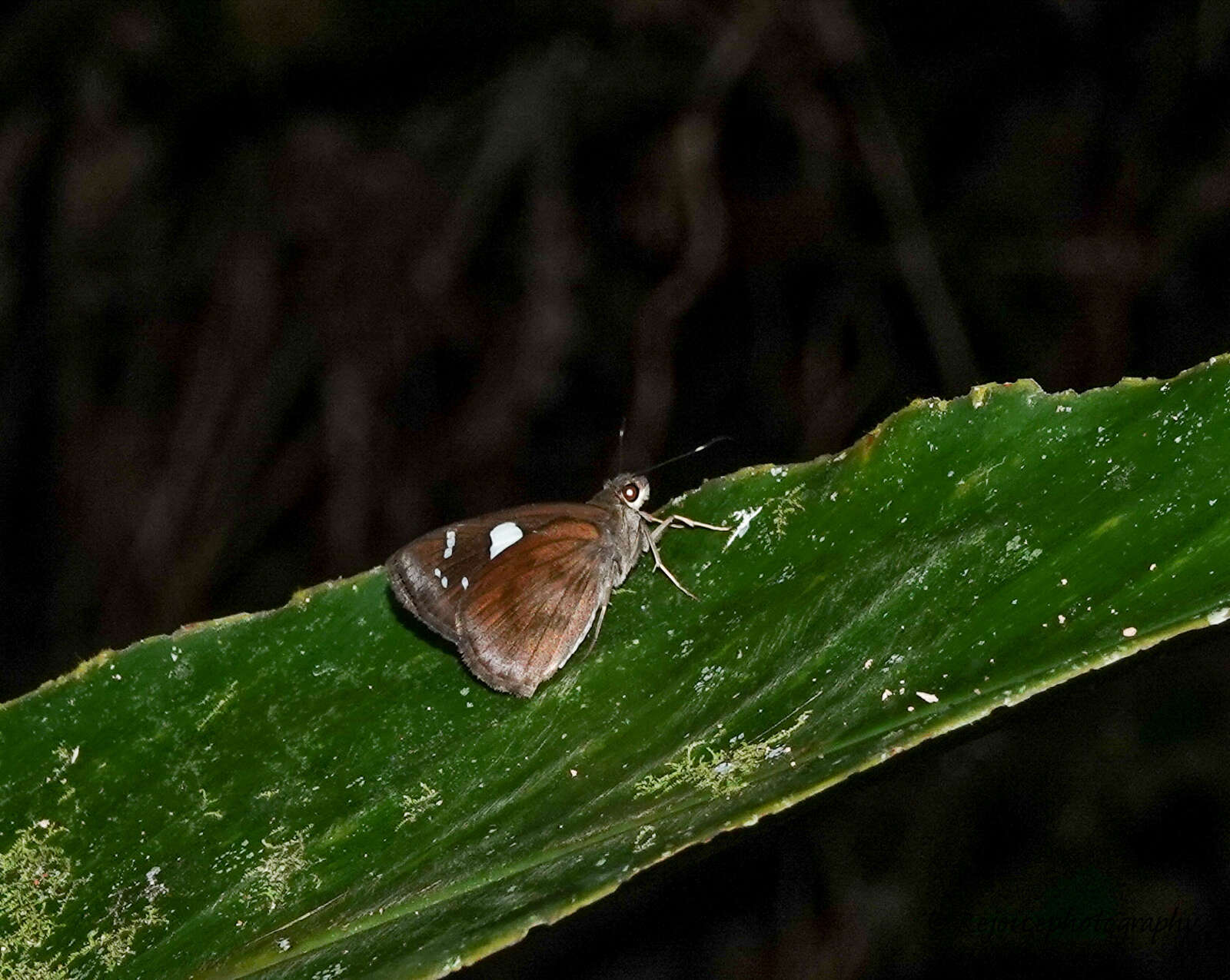 Image of Notocrypta curvifascia Felder & Felder 1862