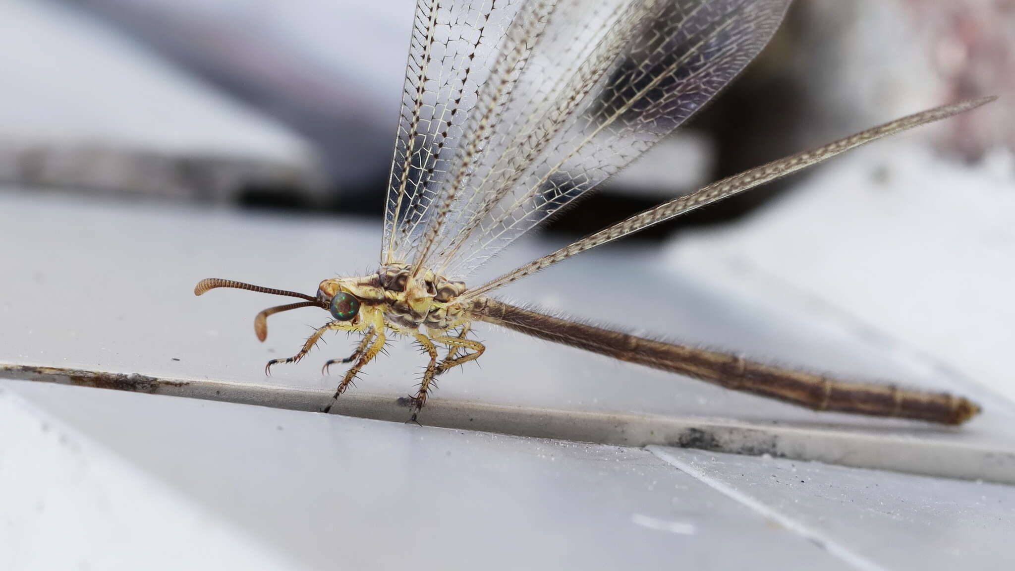 Слика од Brachynemurus abdominalis (Say 1823)