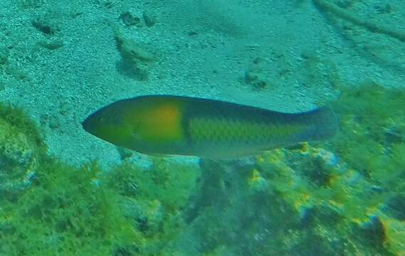 Image of Yellowhead Wrasse