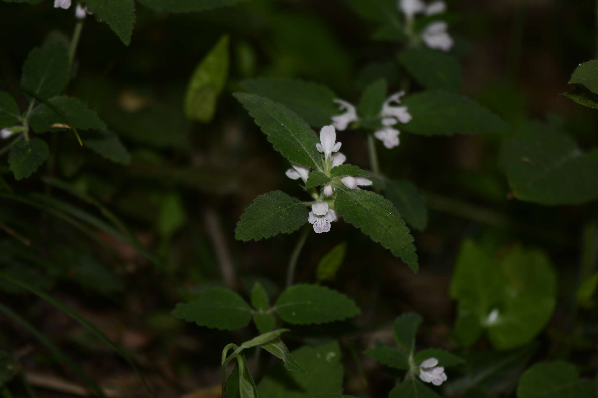 Matsumurella chinensis (Benth.) Bendiksby的圖片