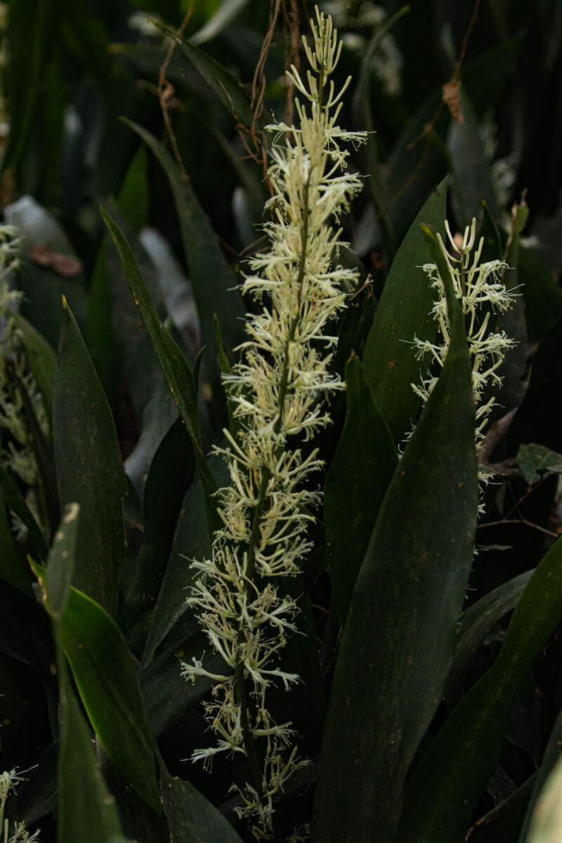 Image of bowstring hemp