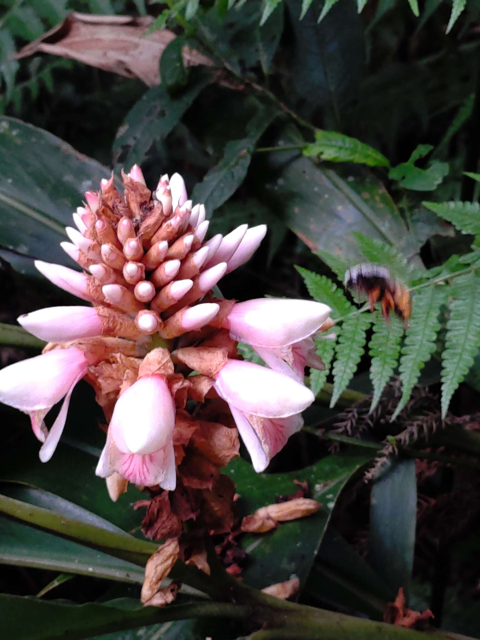 Image of Alpinia sessiliflora Kitam.