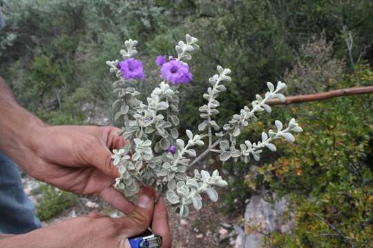 Image of Leucophyllum flyrii B. L. Turner