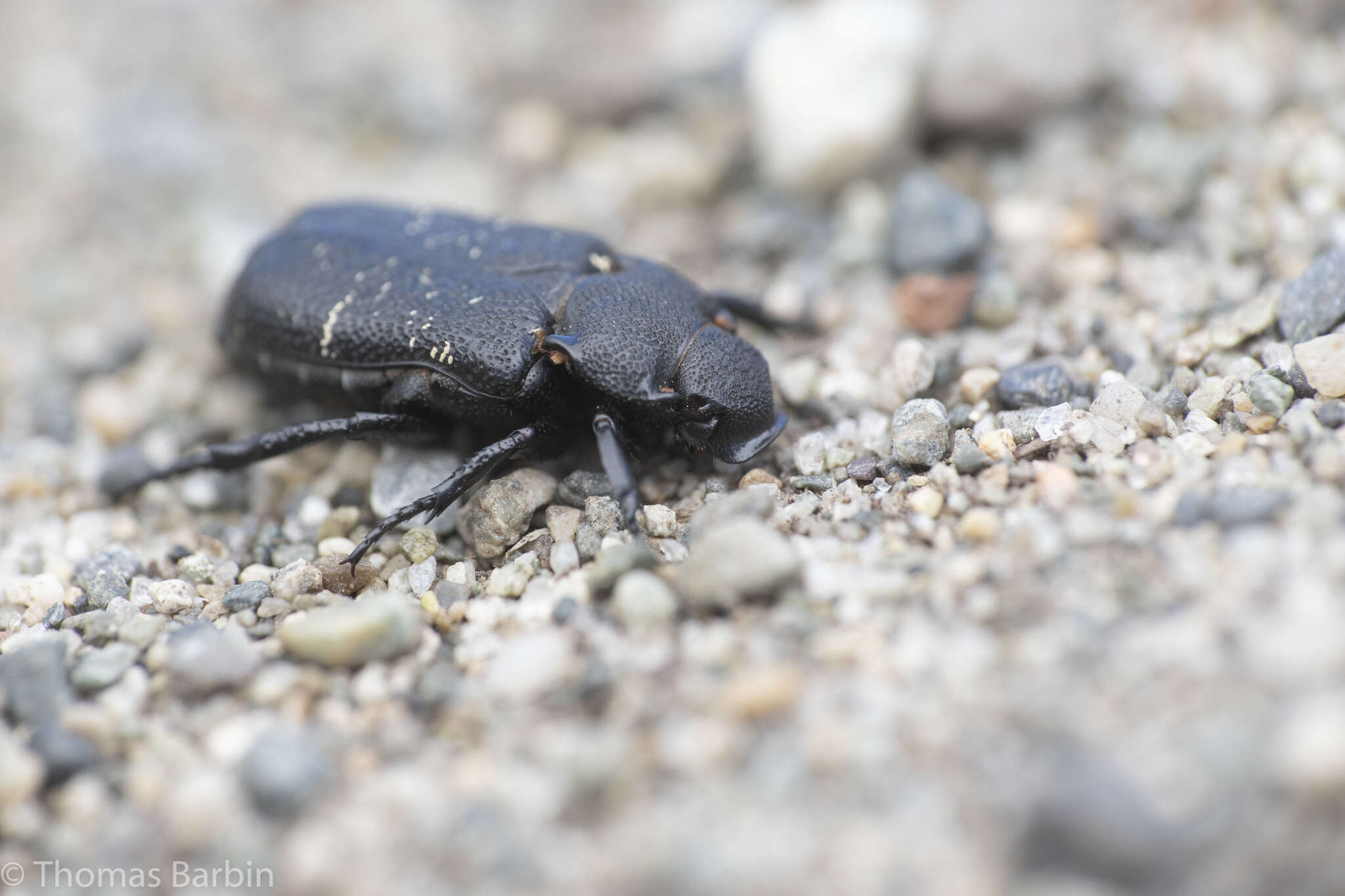 Image de Cremastocheilus (Macropodina) crinitus Le Conte 1874