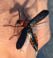 Image of Master Blister Beetle