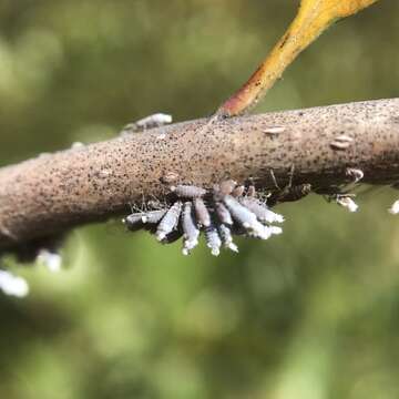 Image of Woolly Apple Aphid