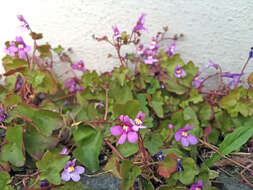 Image of Cymbalaria muralis subsp. muralis