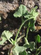 Image de Aristolochia wrightii Seem.