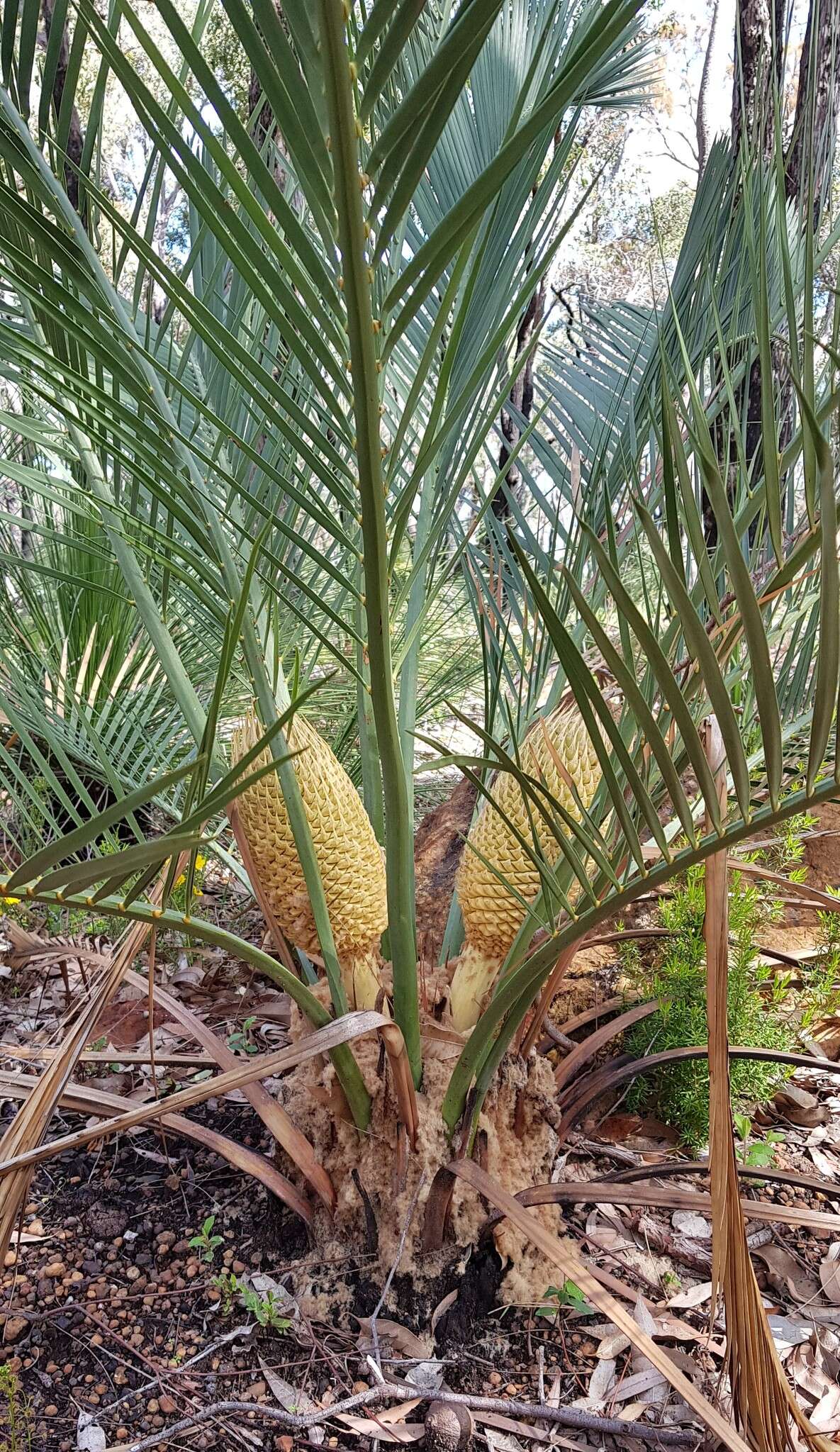 Image of Macrozamia fraseri Miq.