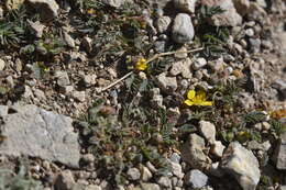 Image of Sibbaldianthe bifurca subsp. bifurca