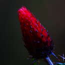 Imagem de Cirsium conspicuum (Sw.) Sch. Bip.