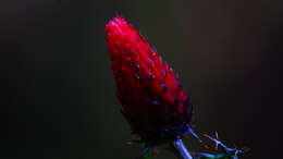 Imagem de Cirsium conspicuum (Sw.) Sch. Bip.