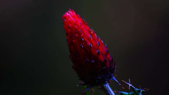 Plancia ëd Cirsium conspicuum (Sw.) Sch. Bip.