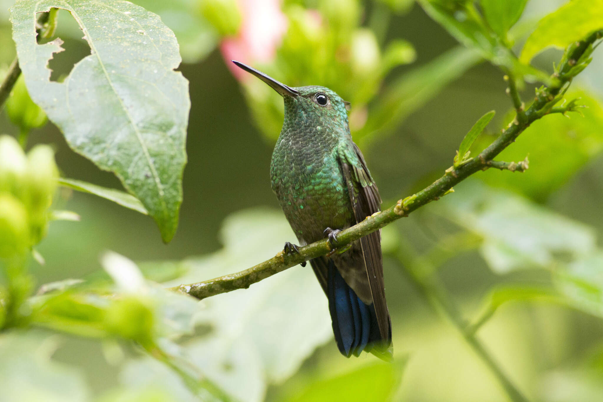 Image of Blue-vented Hummingbird