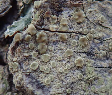 Image of rim lichen