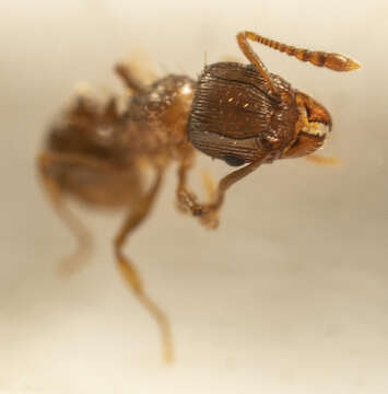 Image of Tetramorium frigidum Arnold 1926