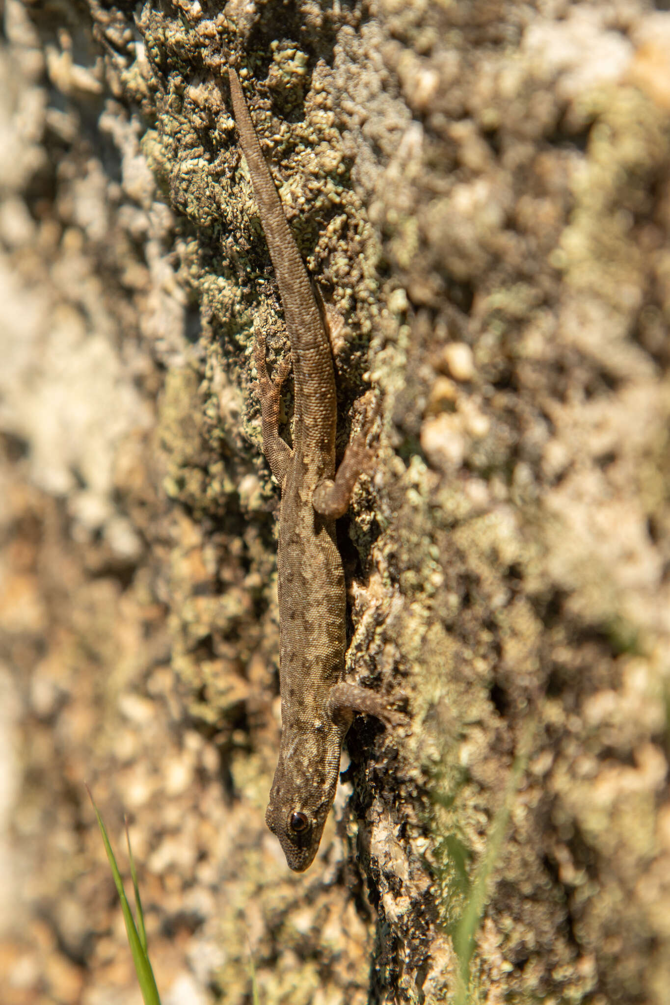 صورة Lygodactylus rex Broadley 1963