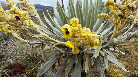 Image de Espeletia grandiflora Humb. & Bonpl.