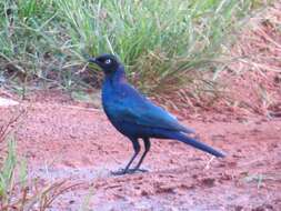 Image of Rueppell's Glossy-Starling