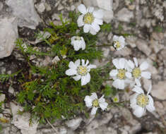 Image of Achillea oxyloba subsp. oxyloba