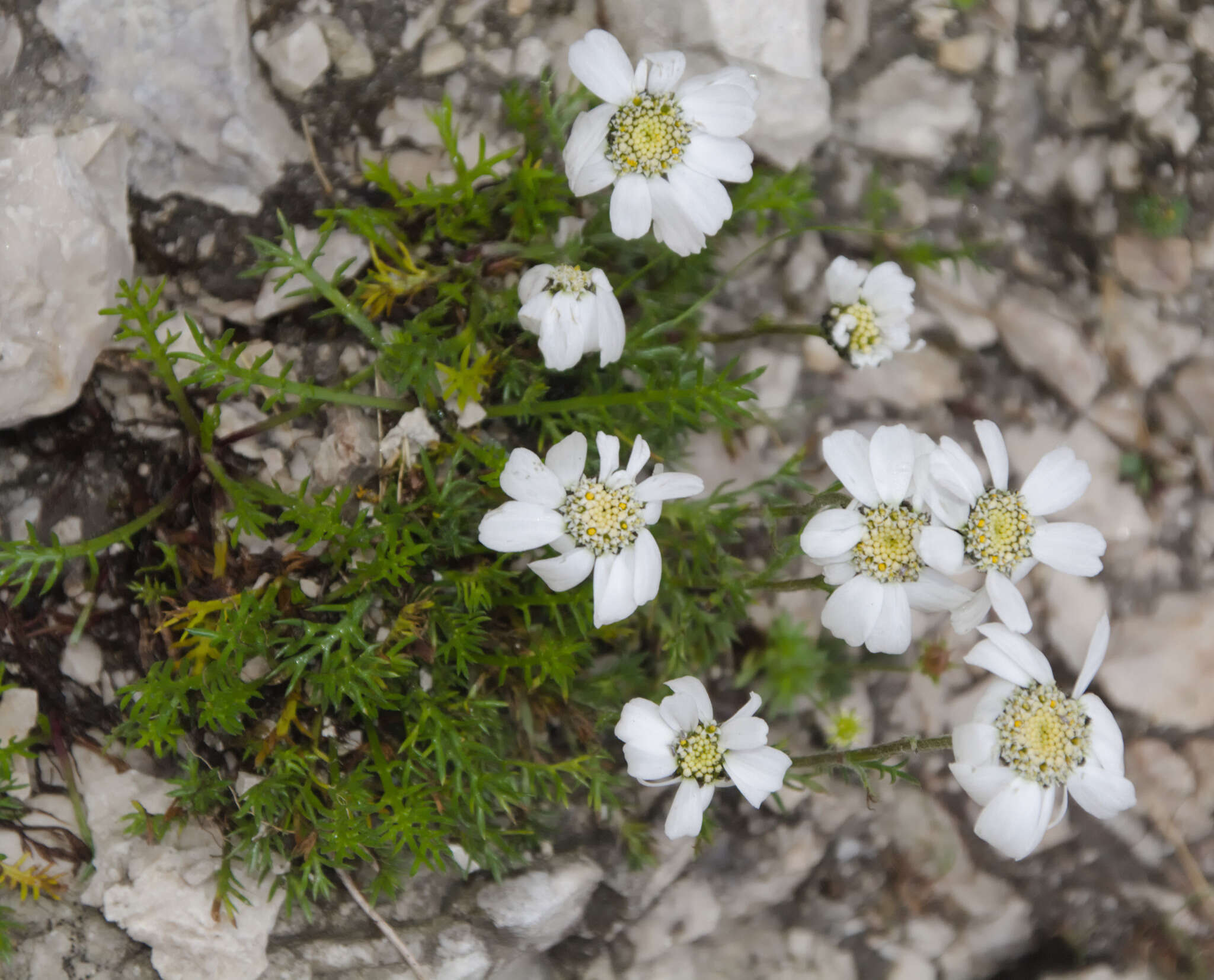 Sivun Achillea oxyloba subsp. oxyloba kuva