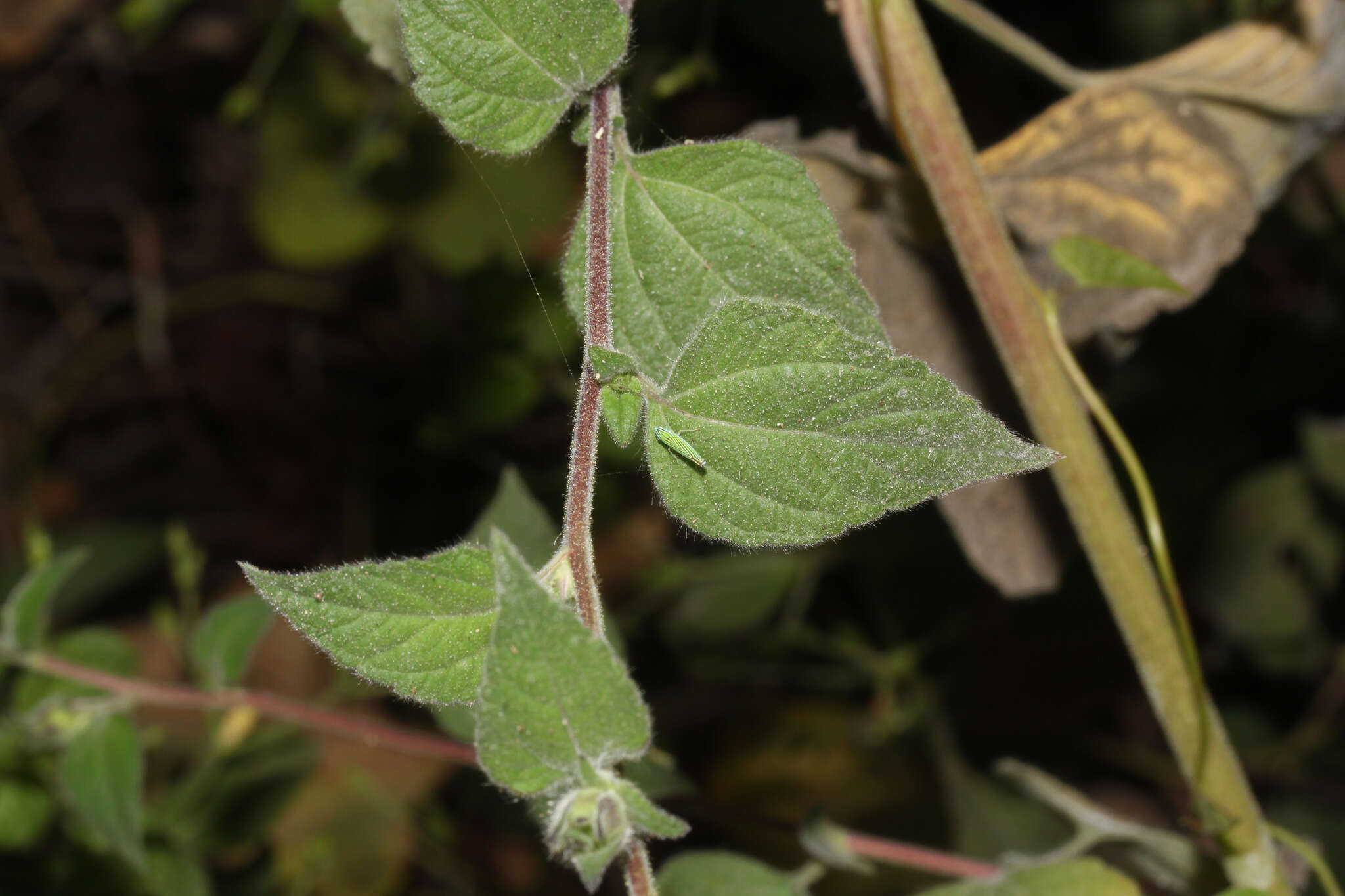 Image of silkleaf