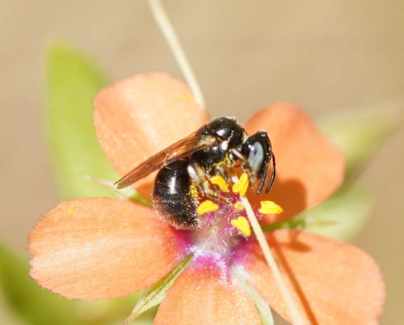 Sivun Ceratina australensis (Perkins 1912) kuva