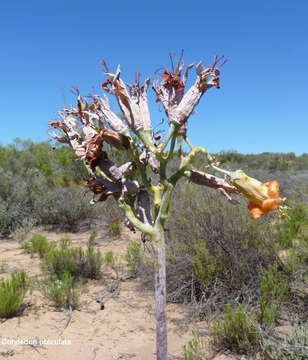 Image of Cotyledon orbiculata var. spuria (L.) Tölken