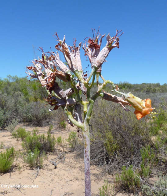 Image of Cotyledon orbiculata var. spuria (L.) Tölken