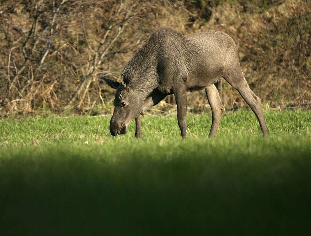 Image of Elk