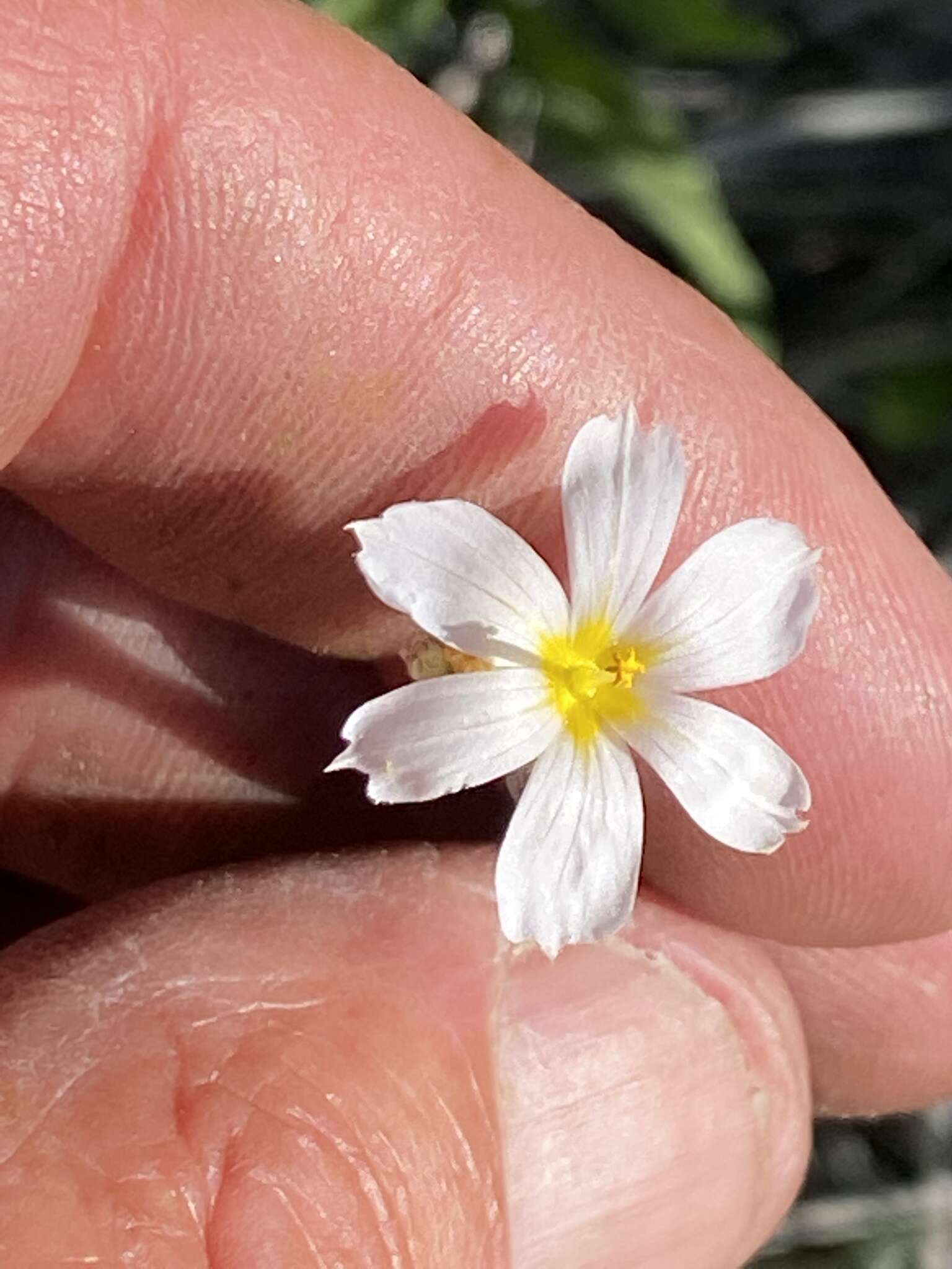 Слика од Sisyrinchium idahoense var. occidentale (E. P. Bicknell) Douglass M. Hend.