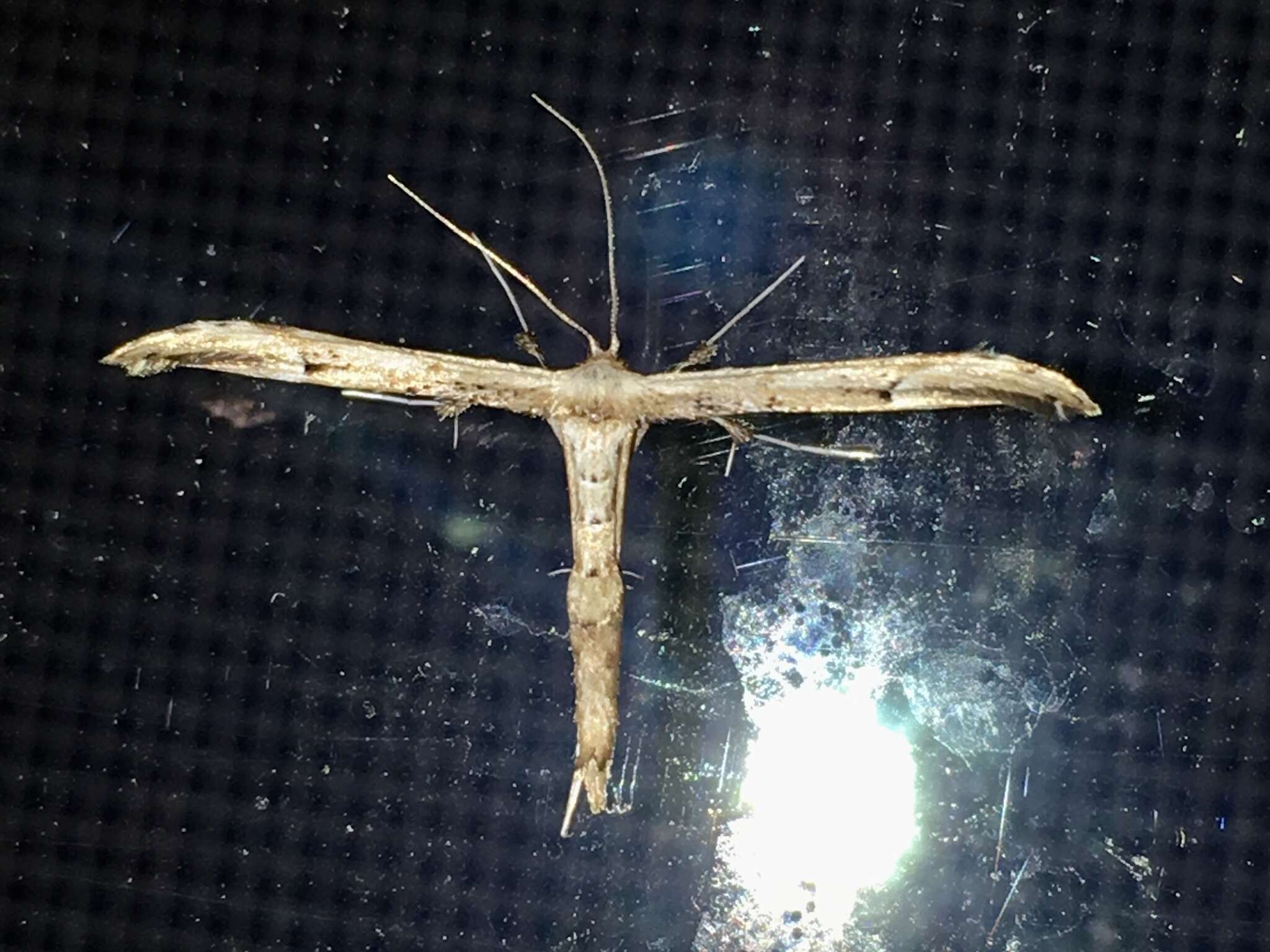 Image of Ragweed Plume Moth