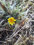 صورة Agoseris coronopifolia (Urv.) Chambers