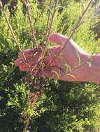 Image de Epilobium brachycarpum Presl