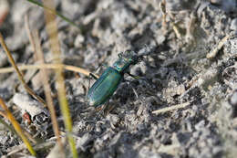 Image of Cicindela (Cicindelidia) amargosae Dahl 1939