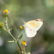 Image of <i>Colias <i>lesbia</i></i> lesbia