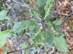 Image de Liothrips (Liothrips) ilex (Moulton 1907)