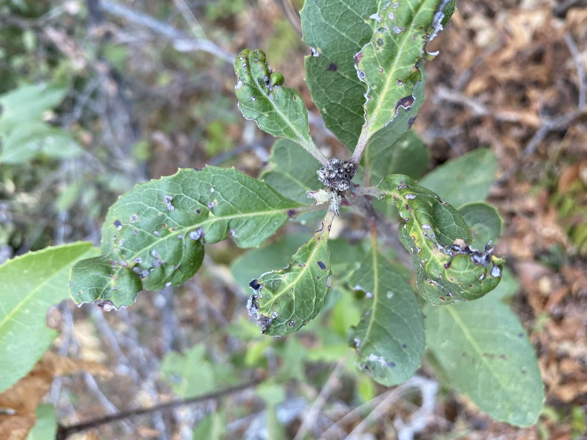 Image of Liothrips (Liothrips) ilex (Moulton 1907)